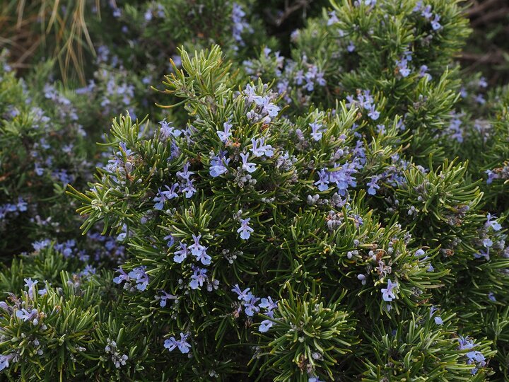 Rosemary shrub, green leaves and purple flowers