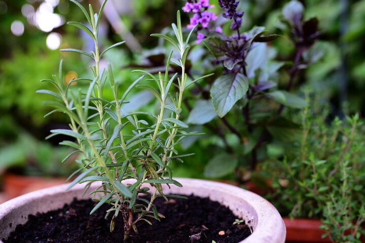 Image of rosemary in a container. 