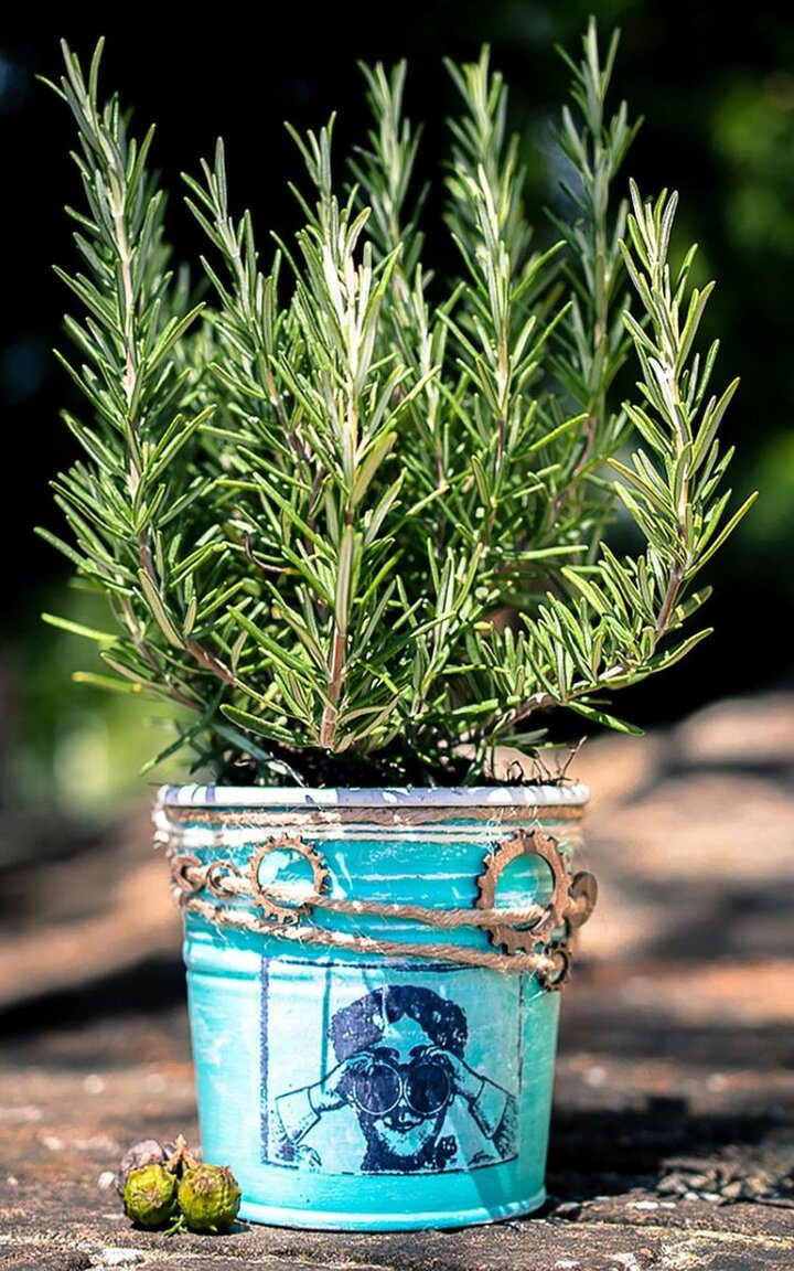 Potted rosemary