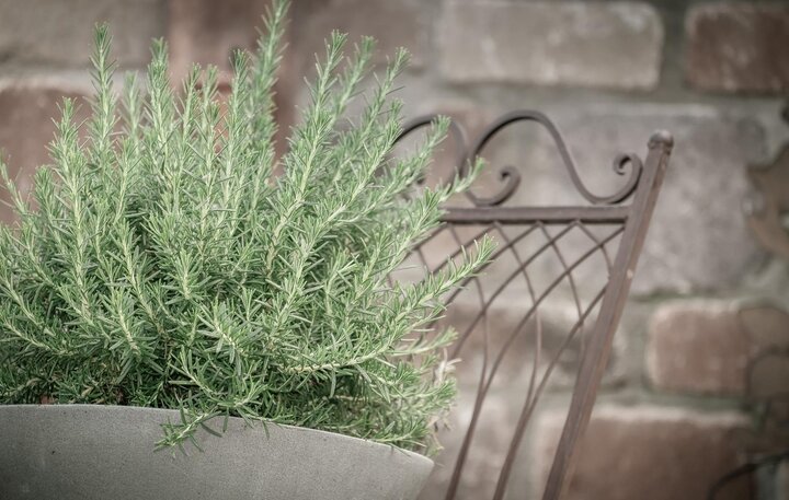 The cultivar 'Arp', is one of the most winterhardy.  