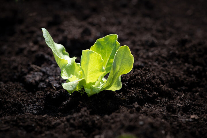 Many types of greens can be grown in a coldframe. 