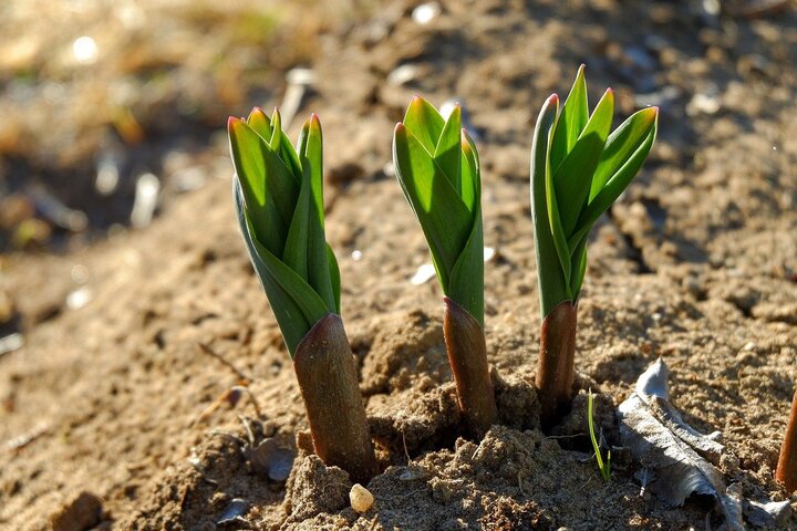 Picture of Leaks planted in garden