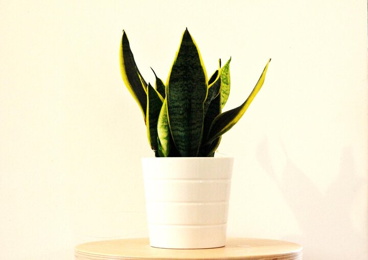 Image of Sansevieria spp. or snake plant.