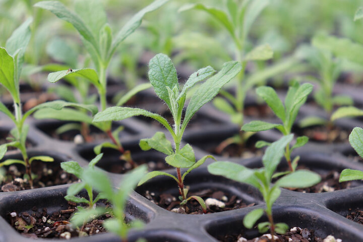 Image of garden seedlings. 