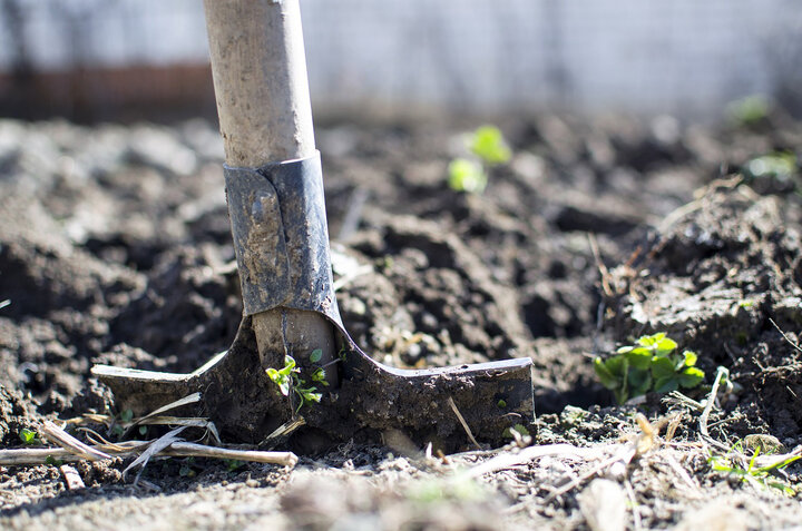  Picture of soil sample with shovel