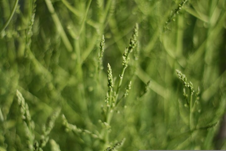 Image of maturing asparagus fronds. 