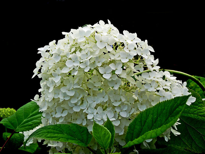 Smooth hydrangea flower