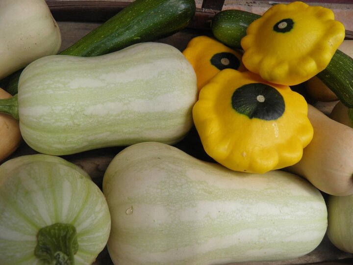 Butternut and patty pan squash are separate Cucurbita species and will not cross pollinate.