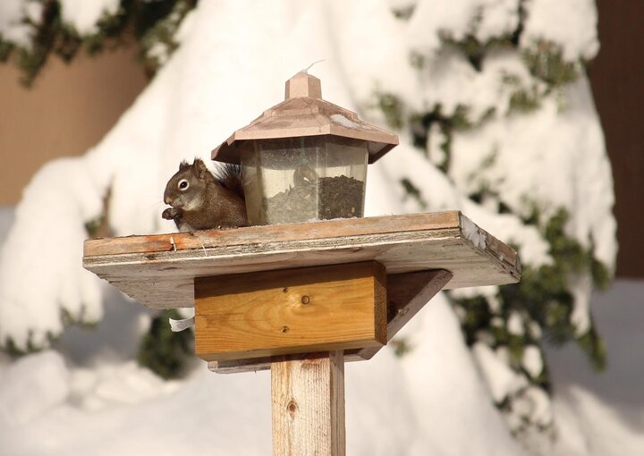 Image of a squirrel in a birdfeeder. 