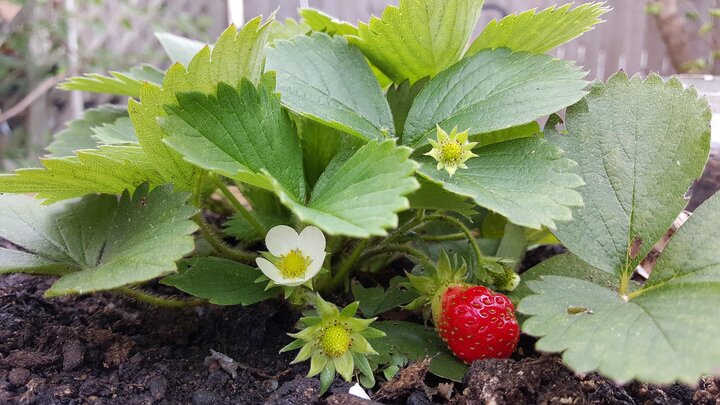 Next year's flower buds begin forming in late summer.