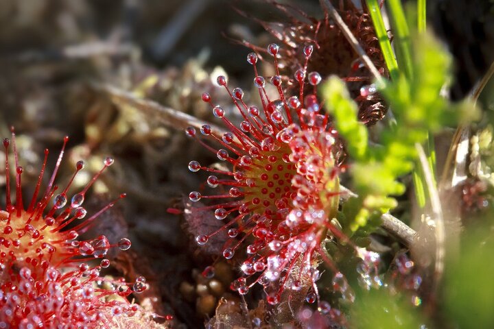 Picture of carnivorous plant eating a insect.