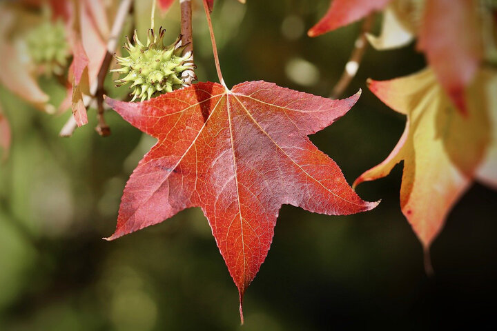 Picture of great shade tree with beautiful color