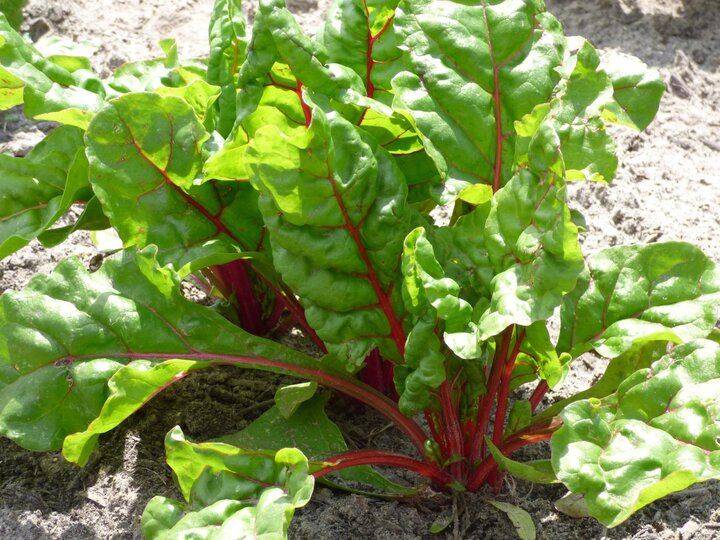 Image of Swiss chard greens. 