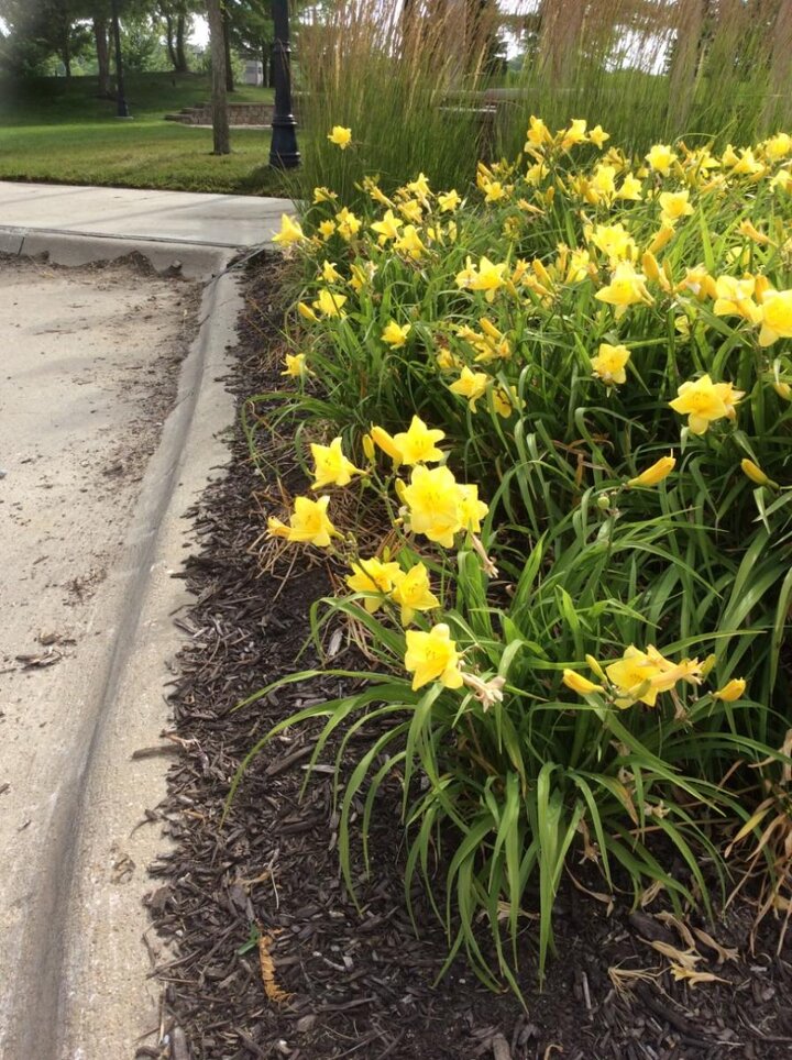  Picture of tough perennial daylilies for hot dry areas