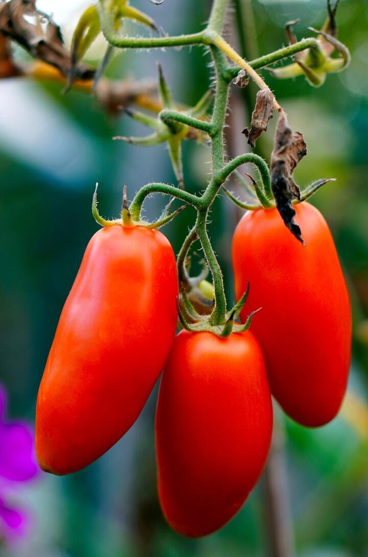 Close up of ripe roma tomaotes