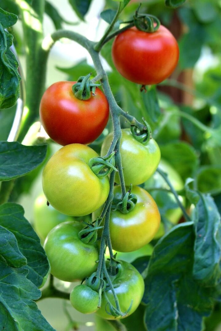 Picture of Tomatoes