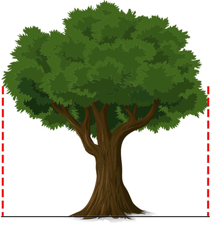 Focus on watering the entire area beneath the tree’s dripline – the area from the trunk to the outer edge of the widest branches.