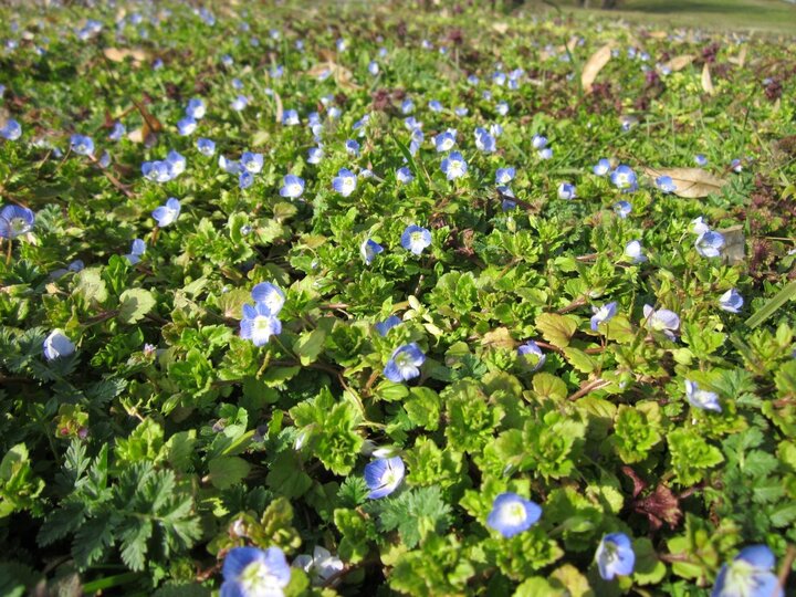 Winter Annuals