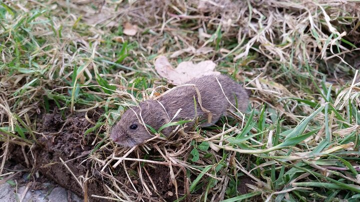 Picture of vole.