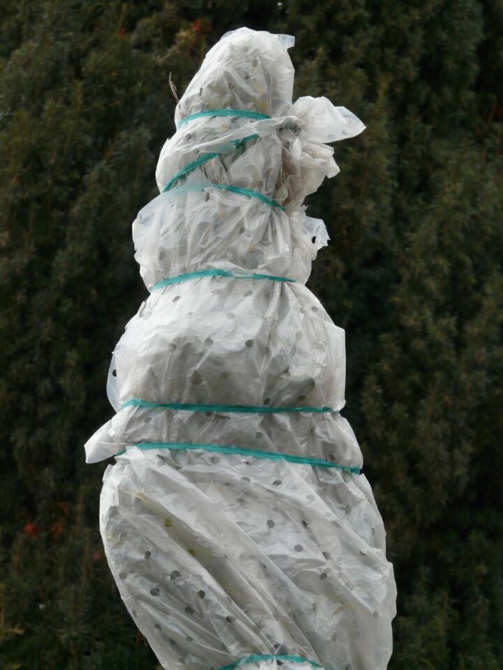 Image of rose wrapped for winter protection.