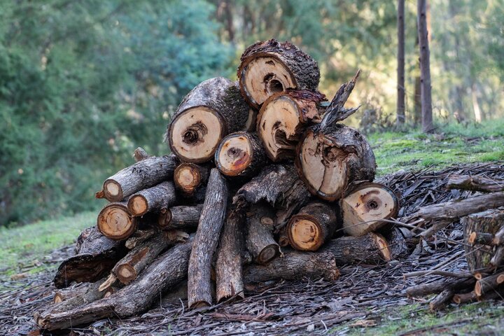 Picture of firewood pile. 
