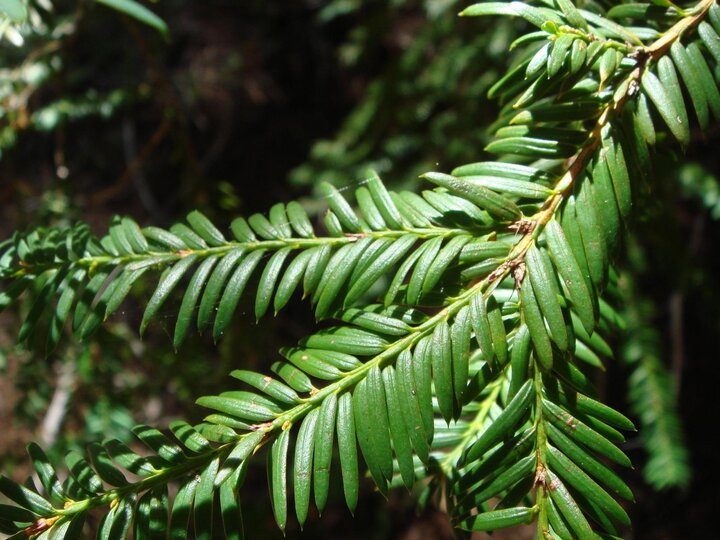 Image of yew foliage. 