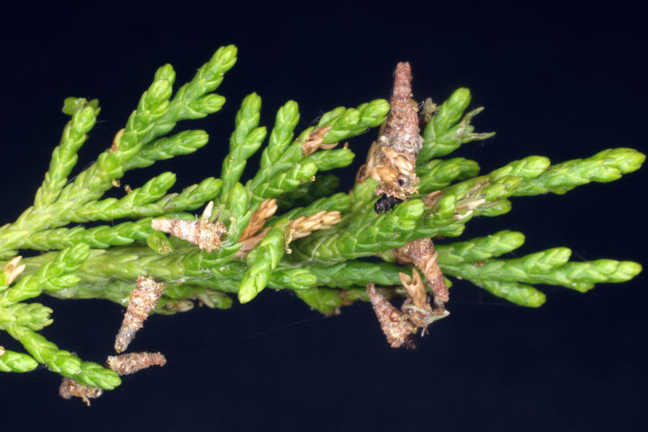 Very young bagworm caterpillars. 