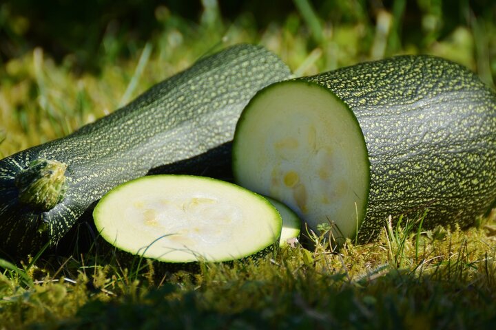 Picture of Zucchini squash.