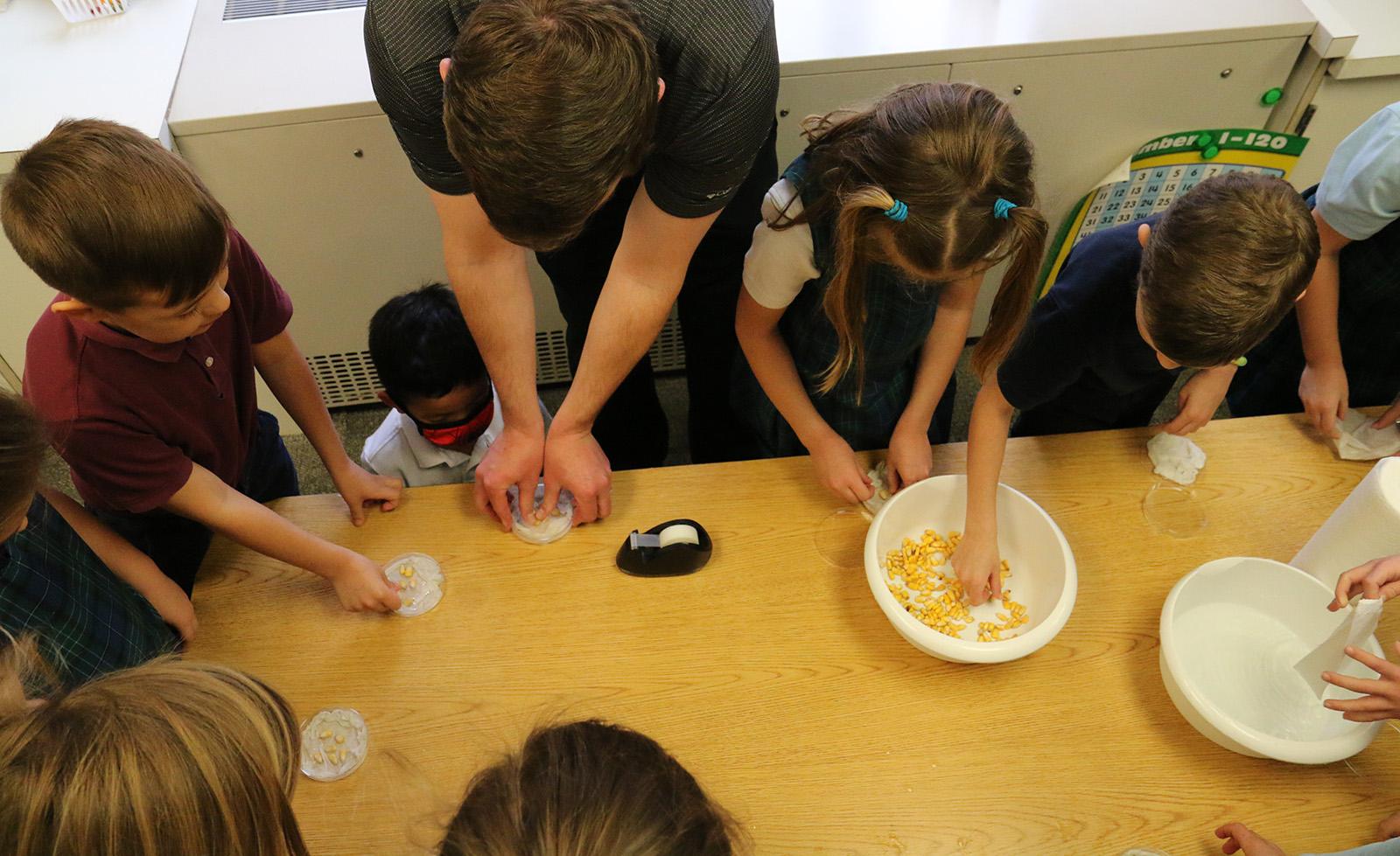 Students putting corn kernels into petri dishes
