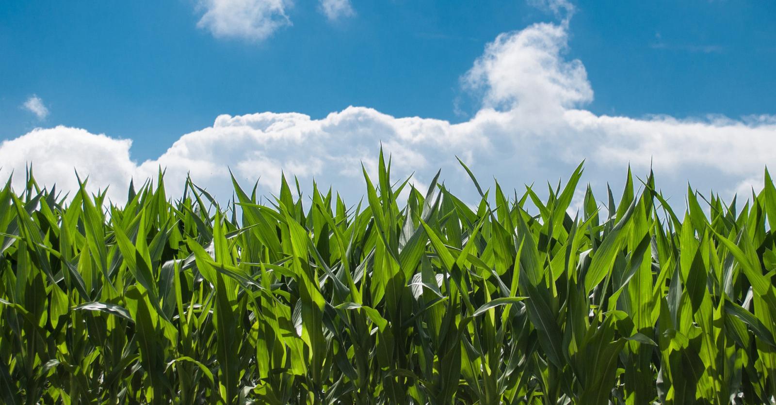 corn plants against sky