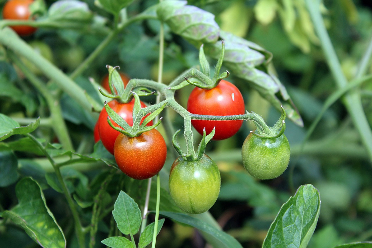Image of cherry tomatoes.